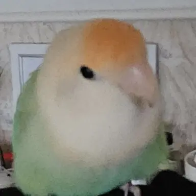 Profile image of 레몬