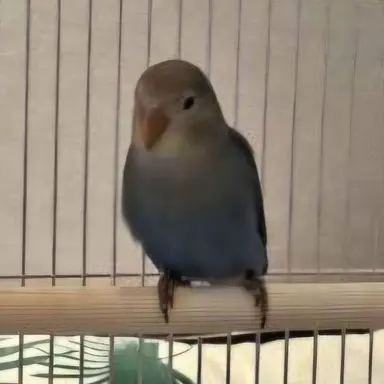 Profile image of 소다