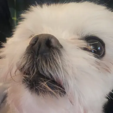 Profile image of 미미