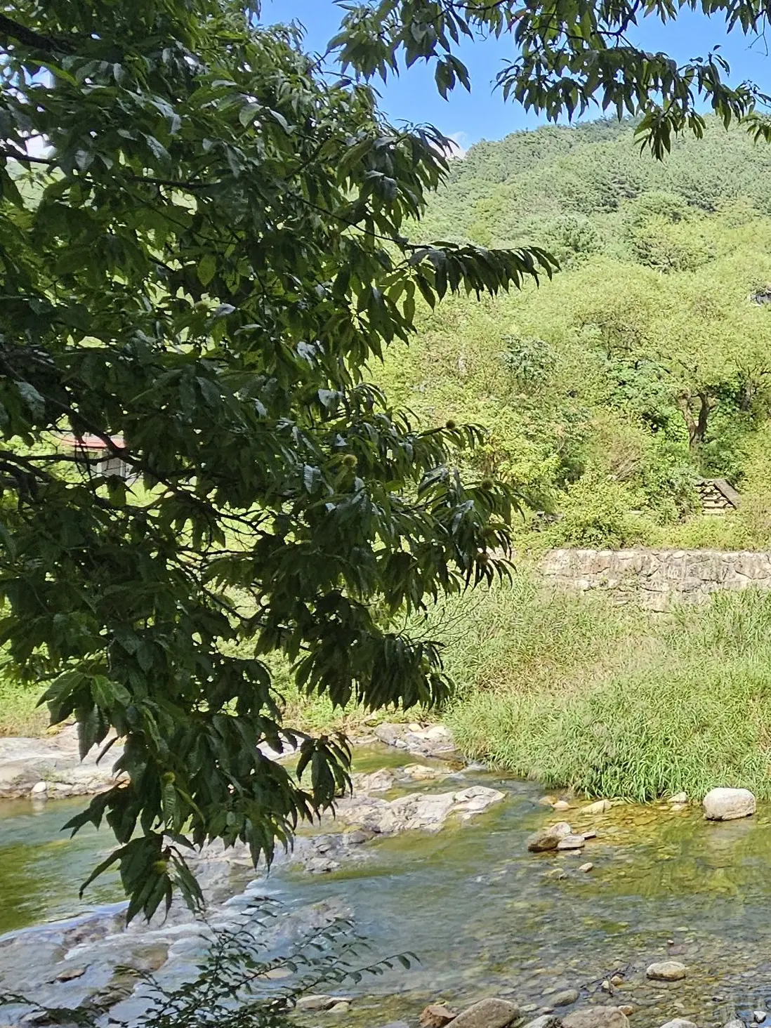 Lemon_an_parrot의 동물학교(여우있음)