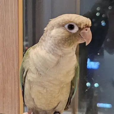 Profile image of 라임