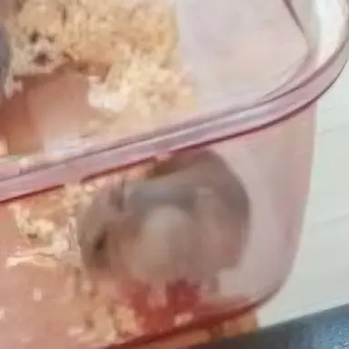 Profile image of 햄찌