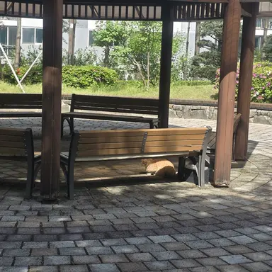 Profile image of 아이브