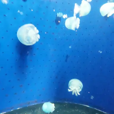 Profile image of 曽野舜太