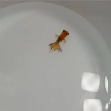 Profile image of 山中柔太朗