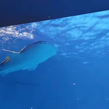 Profile image of 吉田仁人