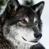Profile image of 늑대