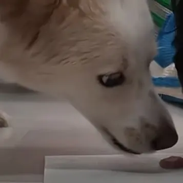 Profile image of 메롱이