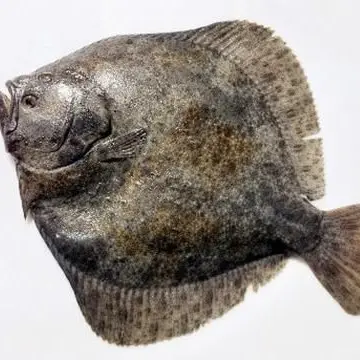 Profile image of 가자미가무서워