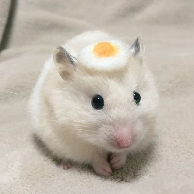 말랑콩떡이 키우깅💕 대표 이미지