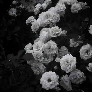 Profile image of 셀르만