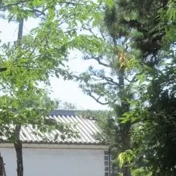 Profile image of Kagetsu Murakumo