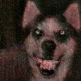 Profile image of Smile dog