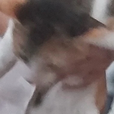 코코아