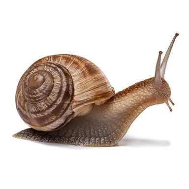 Profile image of 살인달팽이