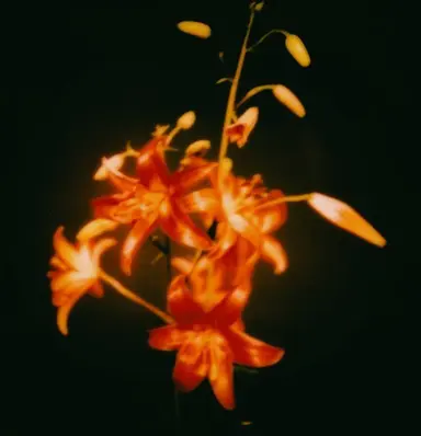 Profile image of 엘리오 토르멘타