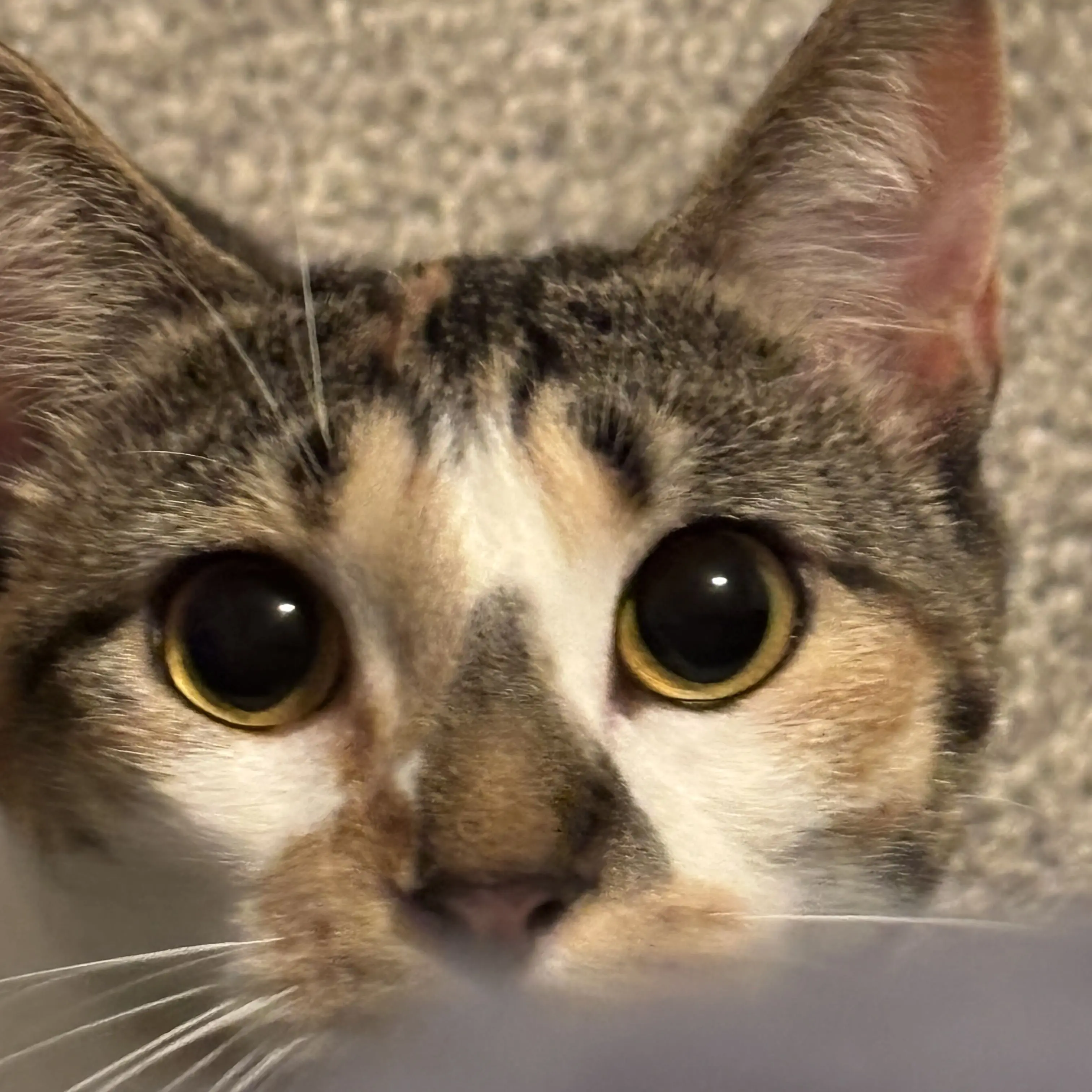 H4des_Pluto의 REQUESTS BECAUSE CREATIVE BLOCK!!