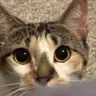 Profile image of Dis is meh dumdum cat