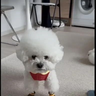 Profile image of 김하콩