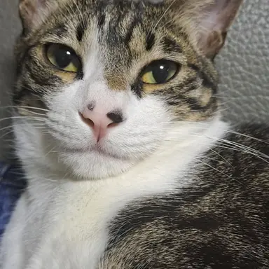 Profile image of 까까
