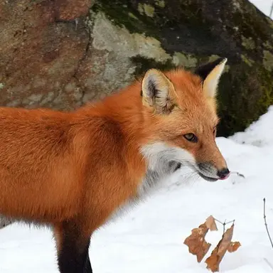 Profile image of 여우