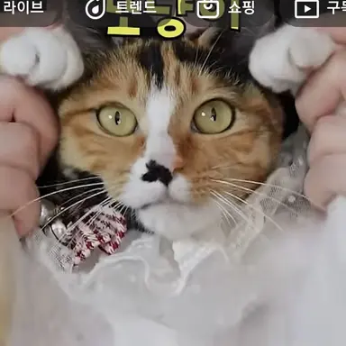 Profile image of 또냥이