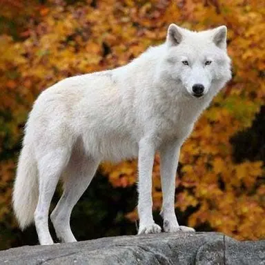 Profile image of 늑대