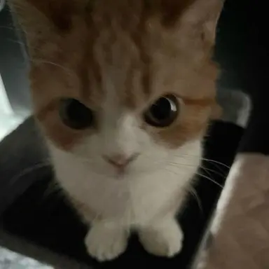 Profile image of ユウシ