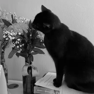 Profile image of ウォヌ