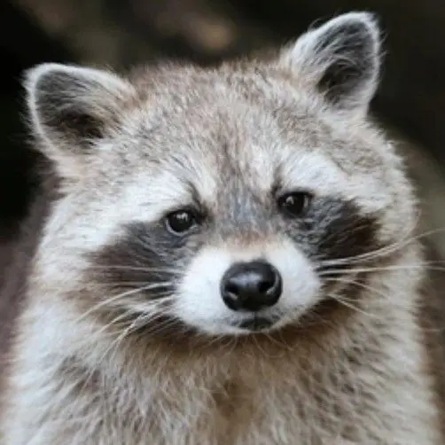 KnottyVideo5993의 アライグマと狐