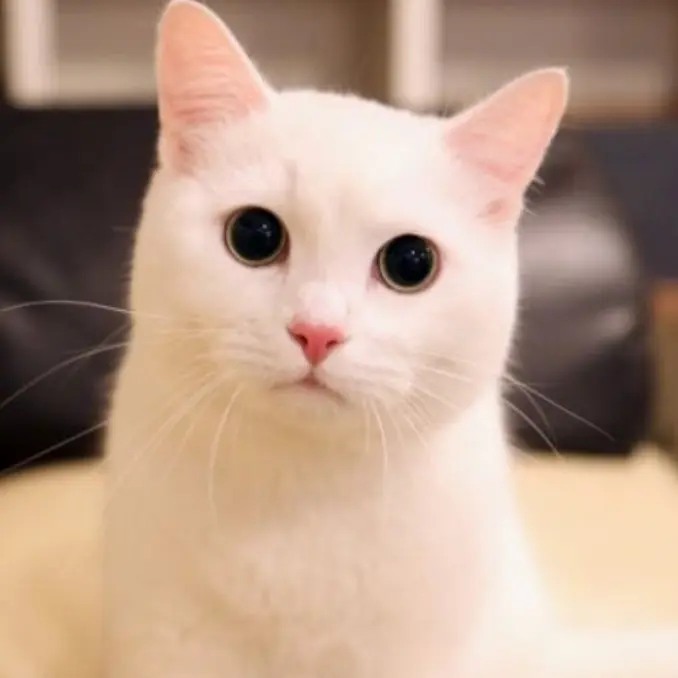 shasha12의 고양ㅇ이ㅣ