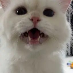 SkinnyPlant6237의 😎고양이 키우는 남녀무리+ 동거😎