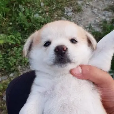 Profile image of 강아지