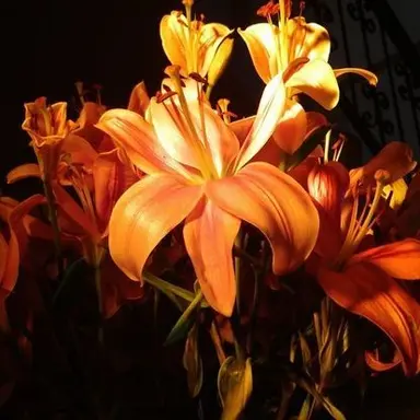 Profile image of 코마