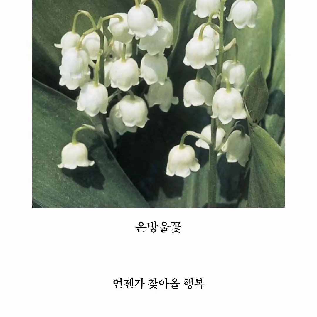 이여우 대표 이미지