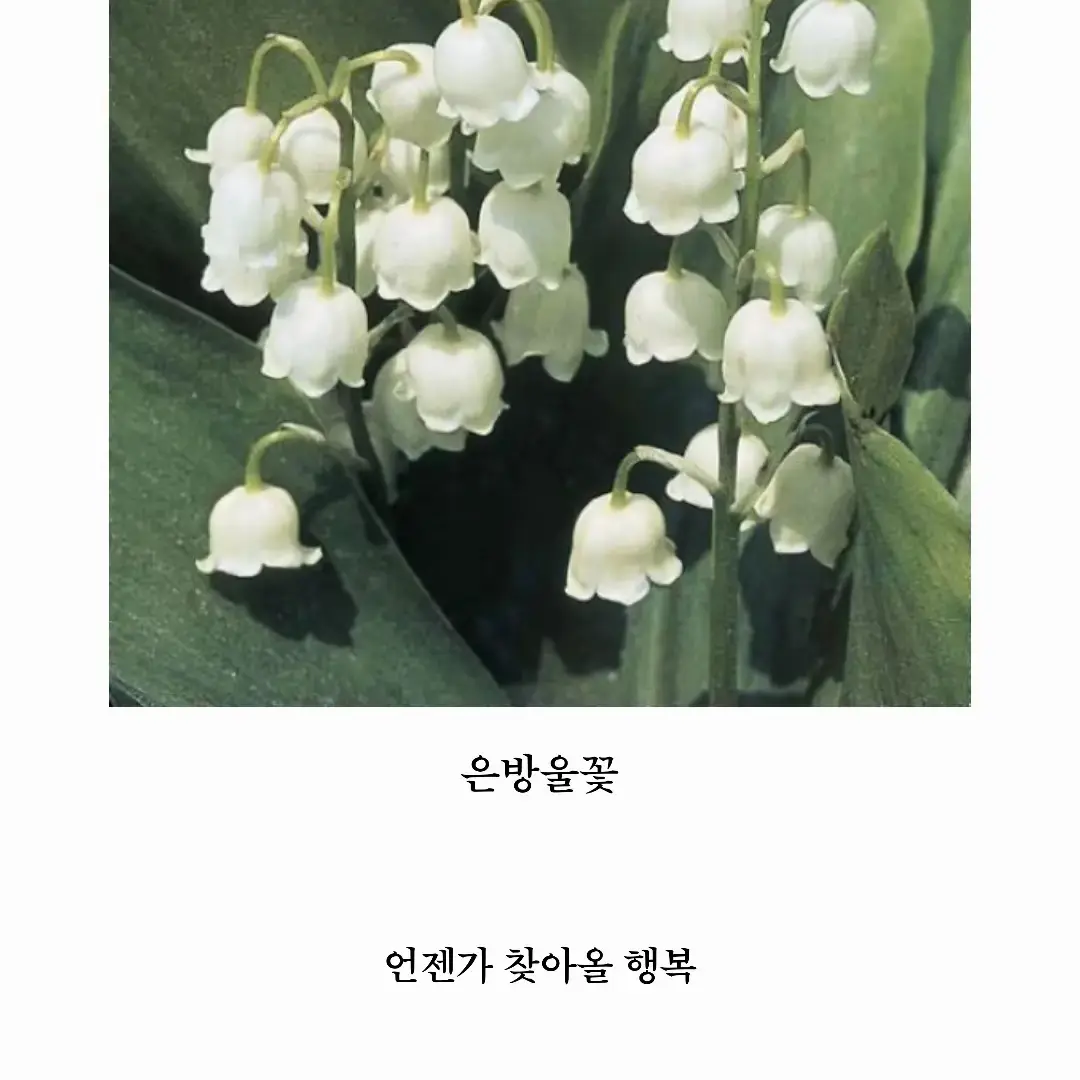 LongLake5808의 이여우