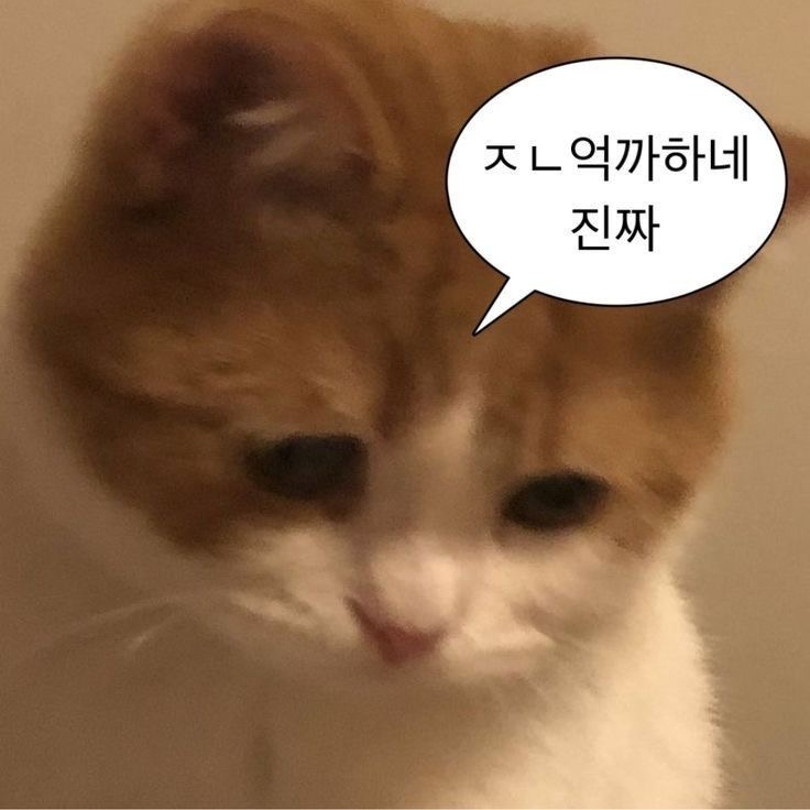 제리 대표 이미지