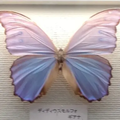 Profile image of ぶり