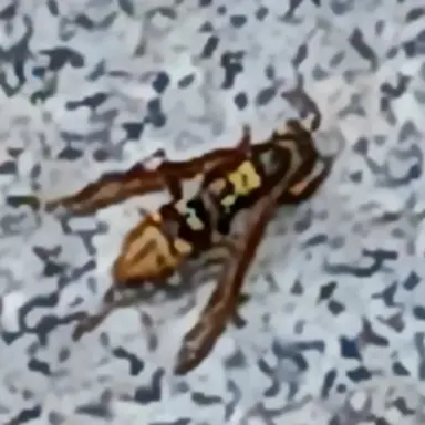 Profile image of 장수말벌