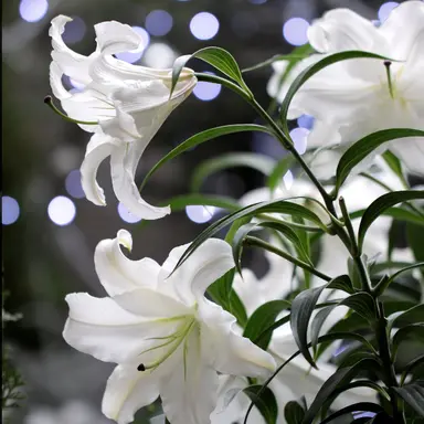 Profile image of 菜月薫