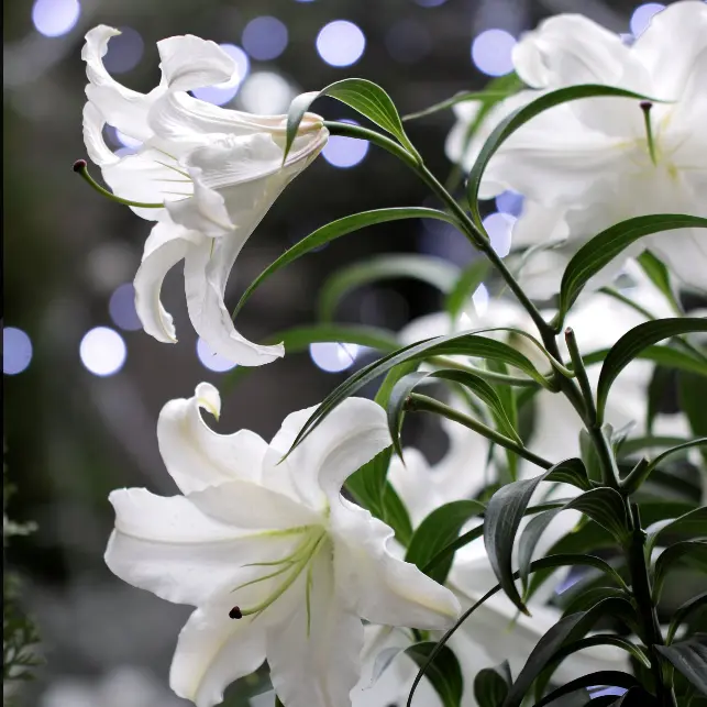 RunnyFloor7809의 二人だけの時間