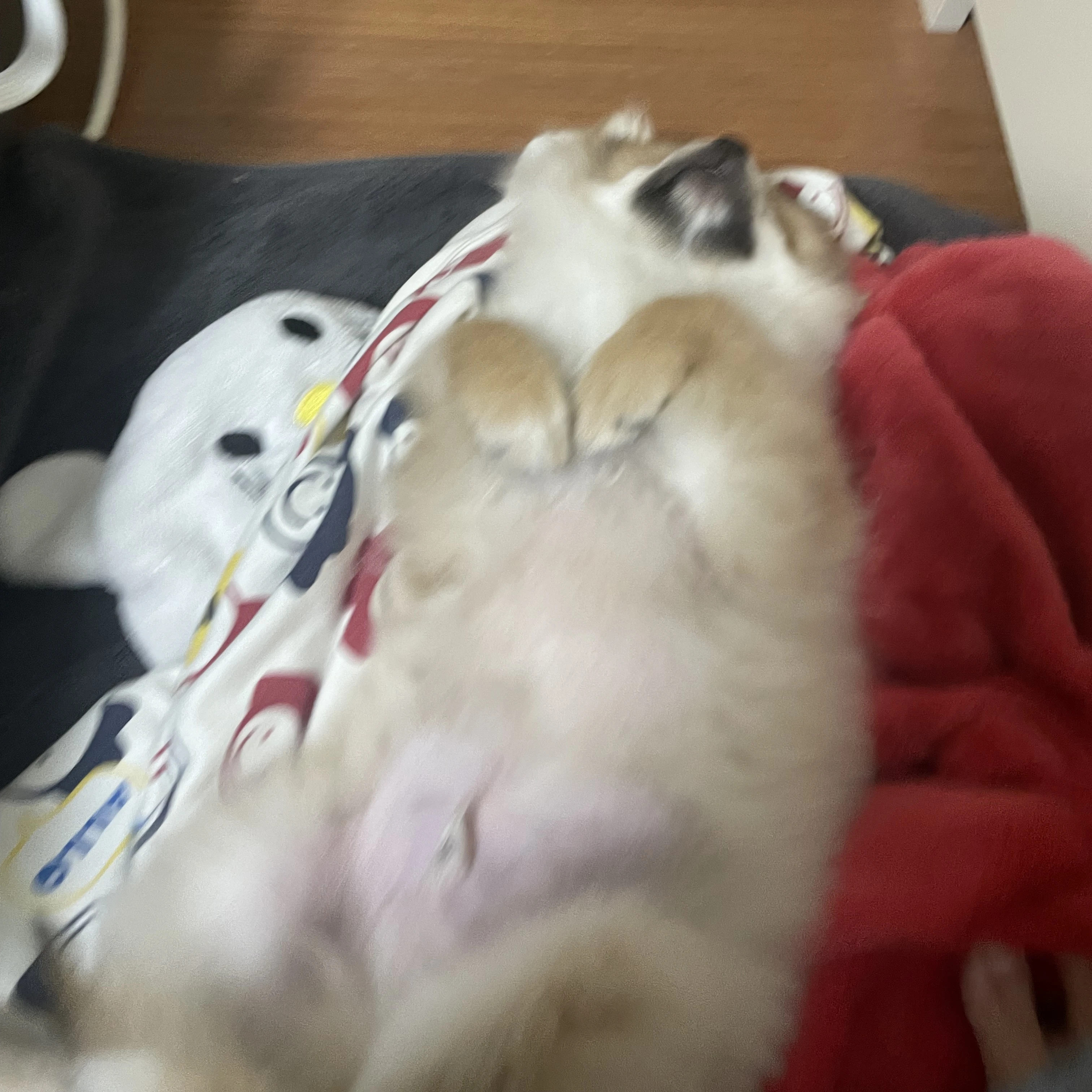 설이