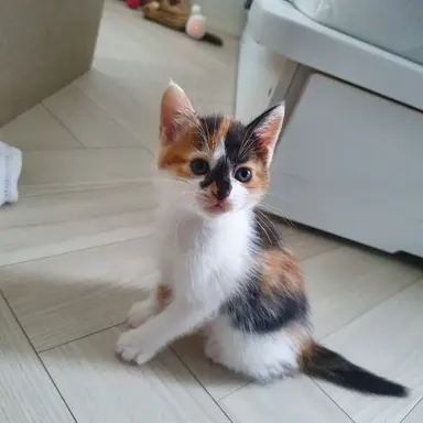 Profile image of 루루