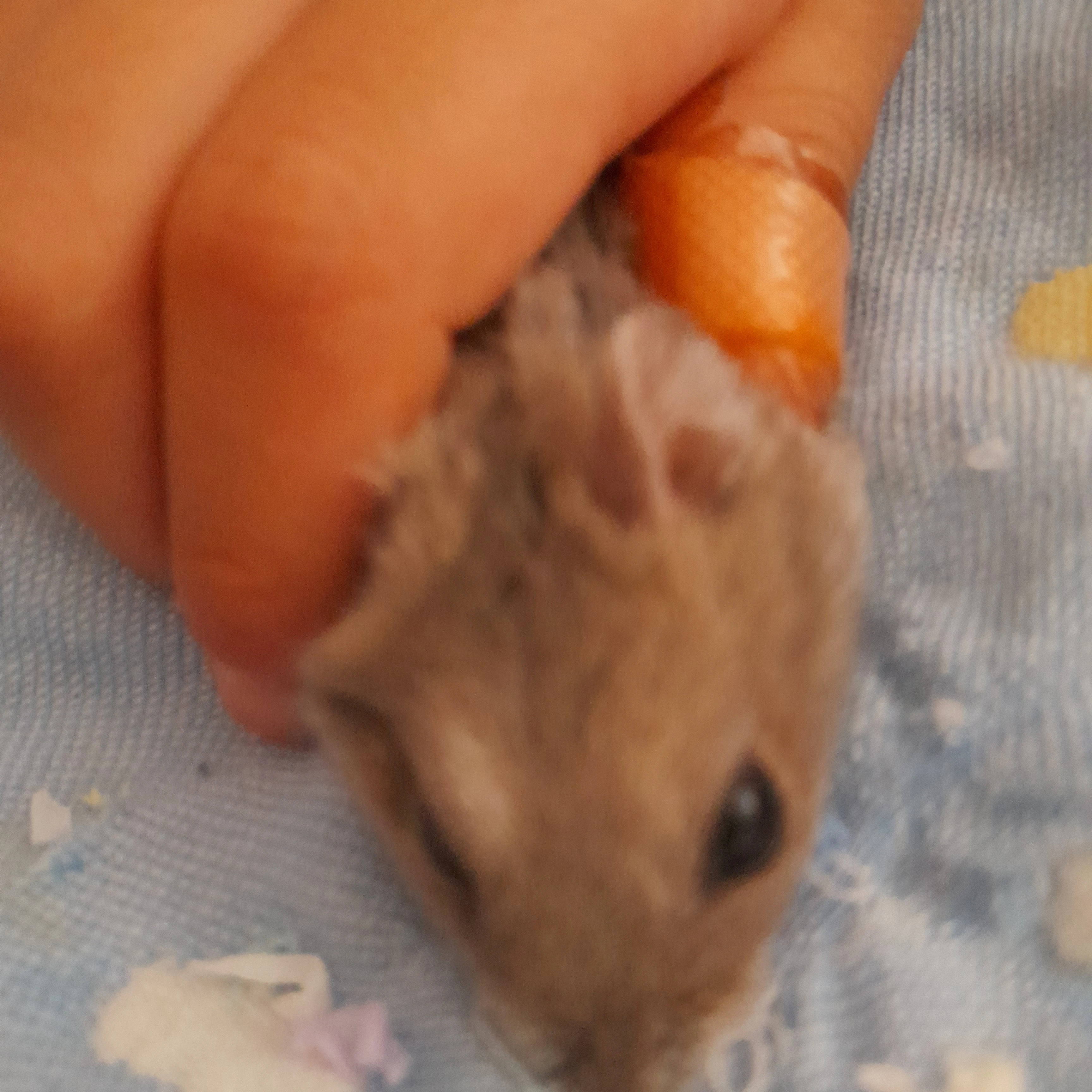 심도아
