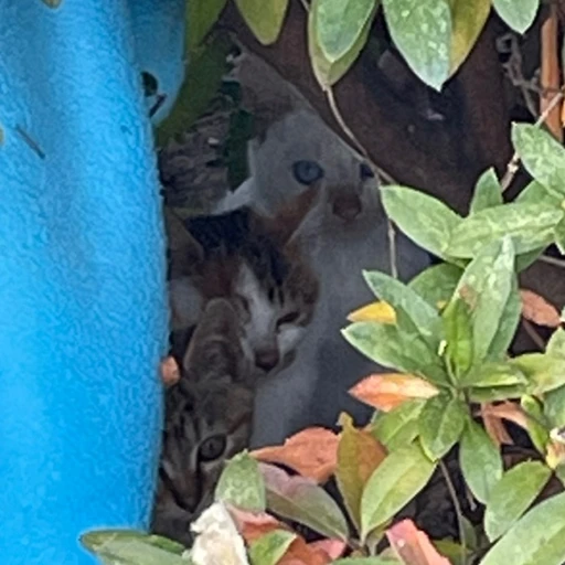 아기고양이