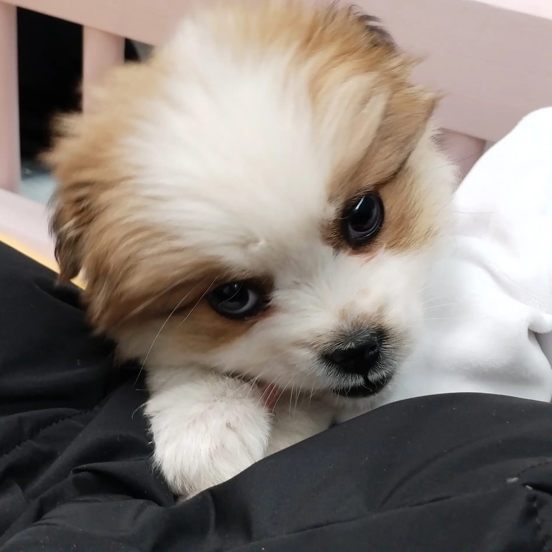 leemujinsarangnyeo028283635393의 고고프렌즈+여우