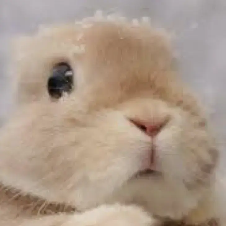 CannyDebt5808의 Mochi