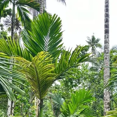 Profile image of 임현식