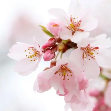 Profile image of 菊