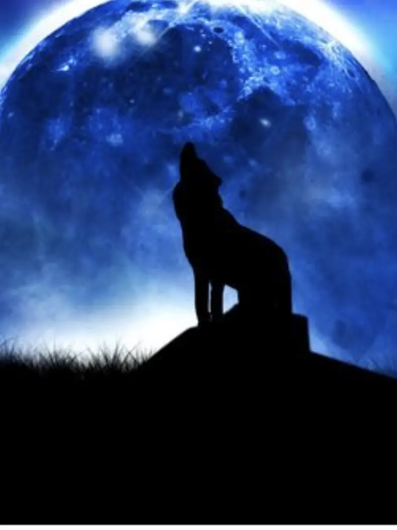 SleekPatch7959의 僕を見て